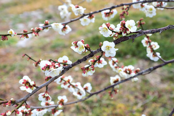 梅の花