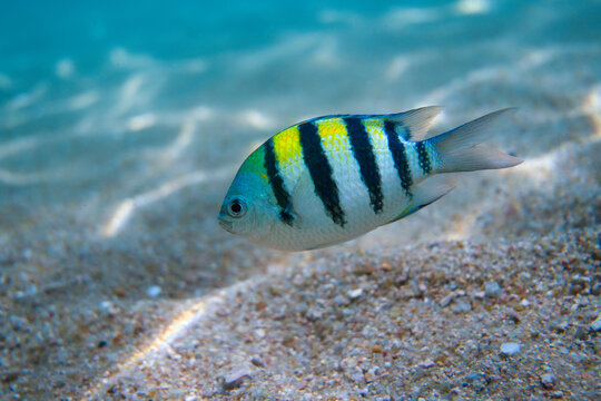 Indo-Pacific Sergeant Major (Abudefduf vaigiensis) swimming in shallow tropical water