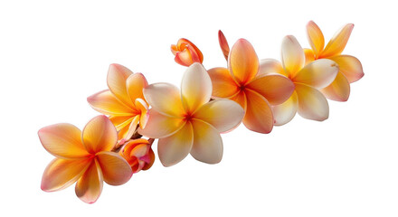 Fototapeta premium Vibrant orange and white plumeria flowers in full bloom