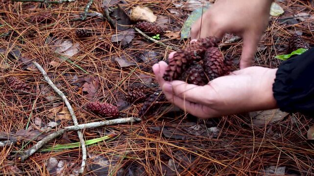 Close up of hands picking up and gathering several dried pine cones (Pinus merkusii) on a forest floor covered in needles in Southeast Asia.
