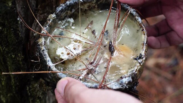 Close up of a local farmer's hands carefully removing a bowl filled with raw pine resin from a tree trunk during harvest season in a Southeast Asian pine forest.