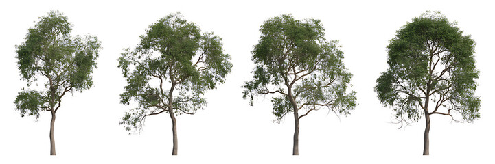 Fototapeta premium Set of Four Tall Green Deciduous Trees with Dense Foliage, Isolated on White Background for Landscape Design