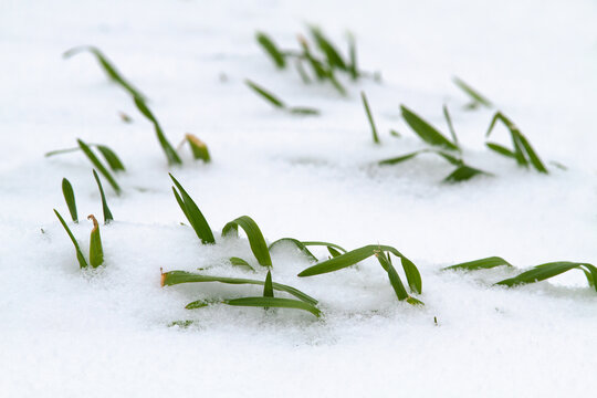 shoots of winter rye stick out from under the snow