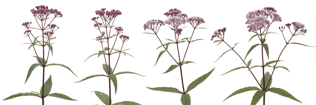 Collection of Four Purple Joe Pye Weed Flowers Isolated on White Background, Detailed Botanical Set of Flowering Stems for Design Layouts