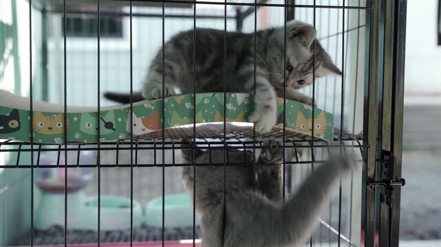 The kittens are biting and playing happily, jumping around in their cages inside the animal shelter.