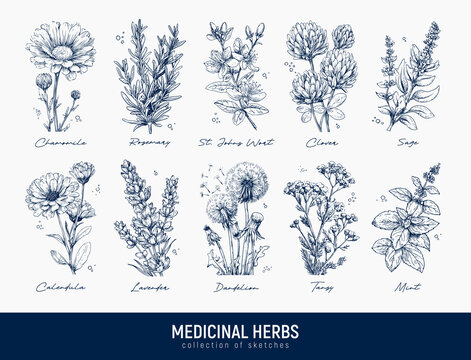 Set of hand-drawn ink sketch medicinal herbs: chamomile, rosemary, St. John's wort, clover, sage, calendula, lavender, dandelion, tansy, mint