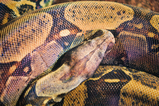 Python snake resting on a surface in a warm area