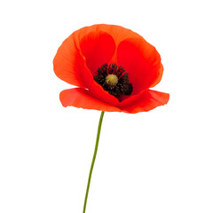 Obraz premium Single Vibrant Red Poppy Flower with Black Center on a Thin Stem