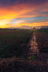 sunset over the field