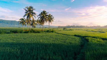 landscape with green grass and sky