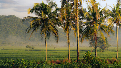 coconut tree in the morning