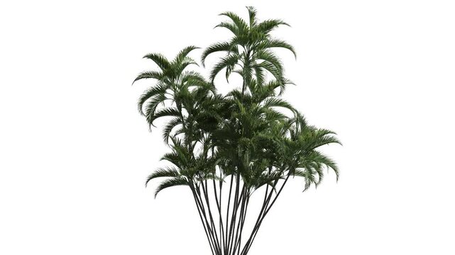 Palm tree at a white background. Natural background.