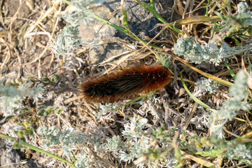 Obraz premium Caterpillar on a grass