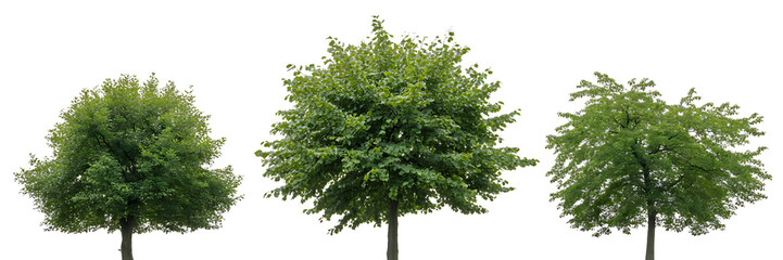 Obraz premium Hand Holding a Blank White Placard or Sign on a Wooden Stick for Presentation or Protest