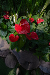 red rose in the garden