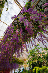 flowers in the garden