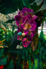 pink flower in the garden