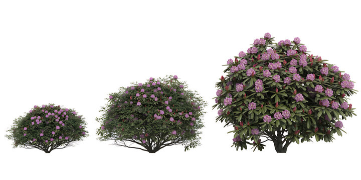 Three Pink Rhododendron Flowering Shrub Bushes in Various Sizes and Growth Stages Isolated on a Transparent White Background
