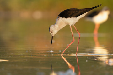 Fototapeta premium Black-winged Stilt - Himantopus himantopus foraging in the shallow waters of Khawr Ad Dahariz Reserve, Salalah, Oman, during the golden hour. Copy space on left side.
