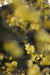 日本の初春の花、ロウバイ