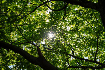 Obraz premium 緑の葉を通す陽光