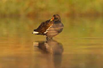 Fototapeta premium Common Moorhen - Gallinula chloropus wading in the golden waters of Khawr Ad Dahariz Reserve, Salalah, Oman, featuring its dark plumage, red frontal shield, and yellow-tipped bill.