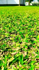 Fresh green grass lawn with clover and dandelions in sunny backyard garden outdoor nature close-up