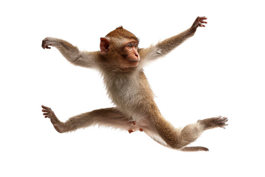 Active monkey jumps with legs spread wide in an indoor setting during daylight hours