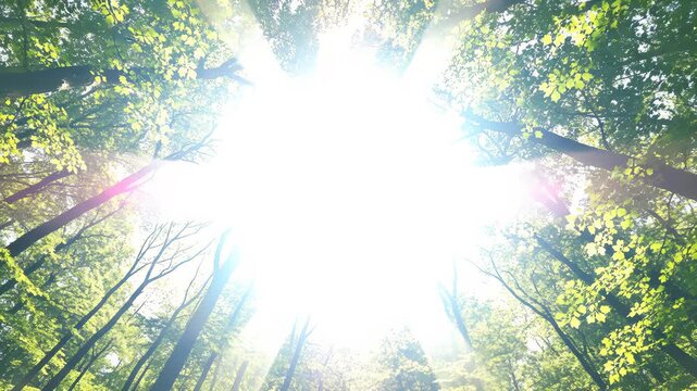 Star Trails and Meteor Shower Captured in Time Lapse Video at Night