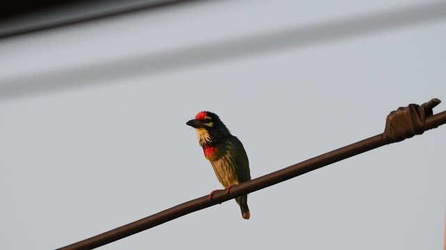 A Coppersmith Barbet perches on a wire, puffing its throat while emitting its signature metallic, rhythmic call, showing how it got its name at Pathumtani Thailand