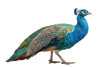 Obraz premium Colorful peacock stands tall and shows its features in a bright setting