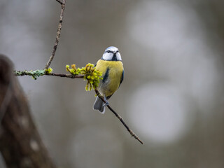 Blaumeise, Cyanistes caeruleus