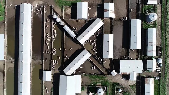 Aerial View of a Pig Farm with Numerous Pigs in Pens and Buildings