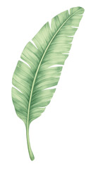 Obraz premium Banana Leaf Isolated on Transparent Background