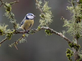 Obraz premium Blaumeise, Cyanistes caeruleus