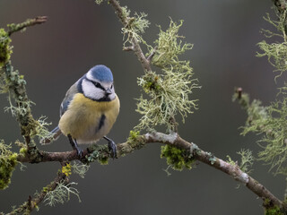 Obraz premium Blaumeise, Cyanistes caeruleus