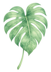 Philodendron Leaf Isolated on Transparent Background © nnteam