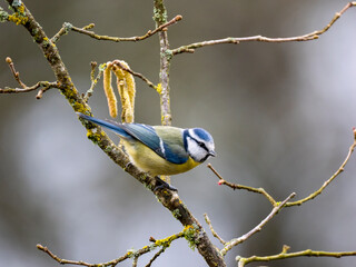 Blaumeise, Cyanistes caeruleus