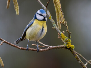 Obraz premium Blaumeise, Cyanistes caeruleus