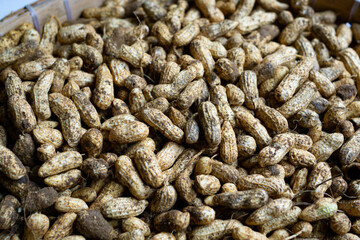 Obraz premium raw peanuts that have not been cleaned or steamed