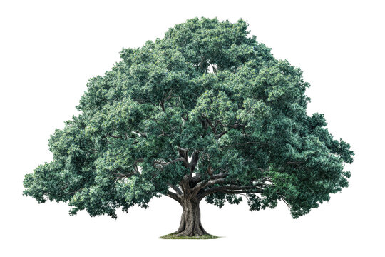 Large tree with broad canopy and thick trunk stands against a light background, showcasing its detailed leaves and structure