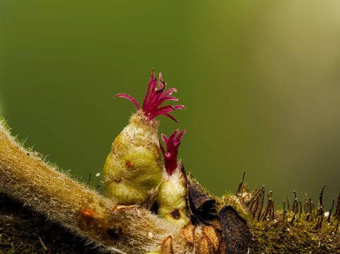 weibliche Bl&uuml;te, Haselnuss, Corylus avellana