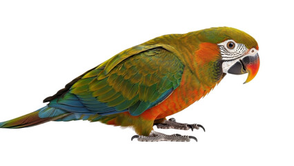 Obraz premium Colorful macaw parrot with green, orange, and blue feathers, isolated PNG with Transparent Background