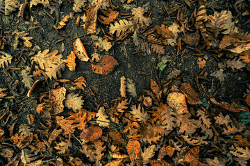 Autumn leaves texture 