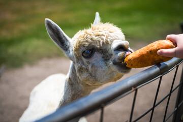 Naklejka premium Alpaca being fed on a farm, farmyard animal experience