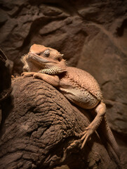 Obraz premium Bearded dragon lizard sleeping