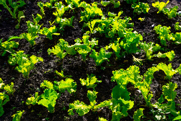 Vibrant green lettuce plants growing in garden soil