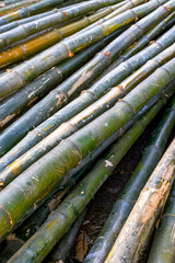Close-up of freshly cut green bamboo stalks in forest