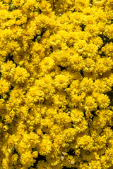 Vibrant yellow chrysanthemums in full bloom