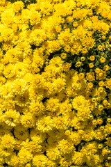 Vibrant yellow chrysanthemums in full bloom on a sunny day